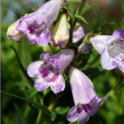 Penstemon Pensham Dorothy Wilson